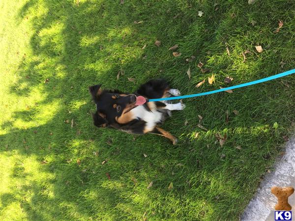 Miniature Australian Shepherd dog