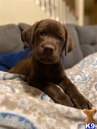 Labrador Retriever