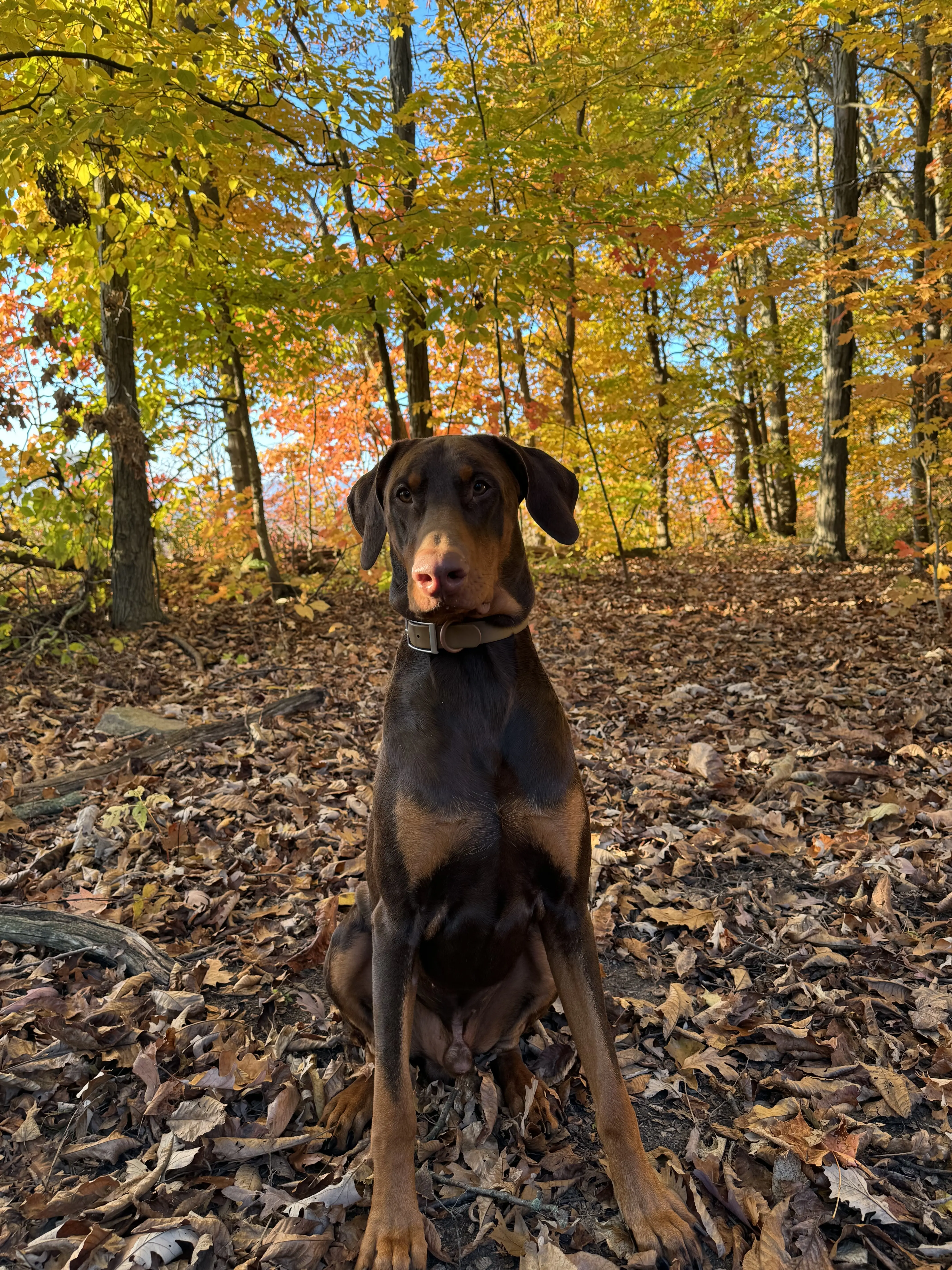 Doberman Pinscher stud dog: Doberman Pinscher sitting among colorful autumn leaves in the forest
