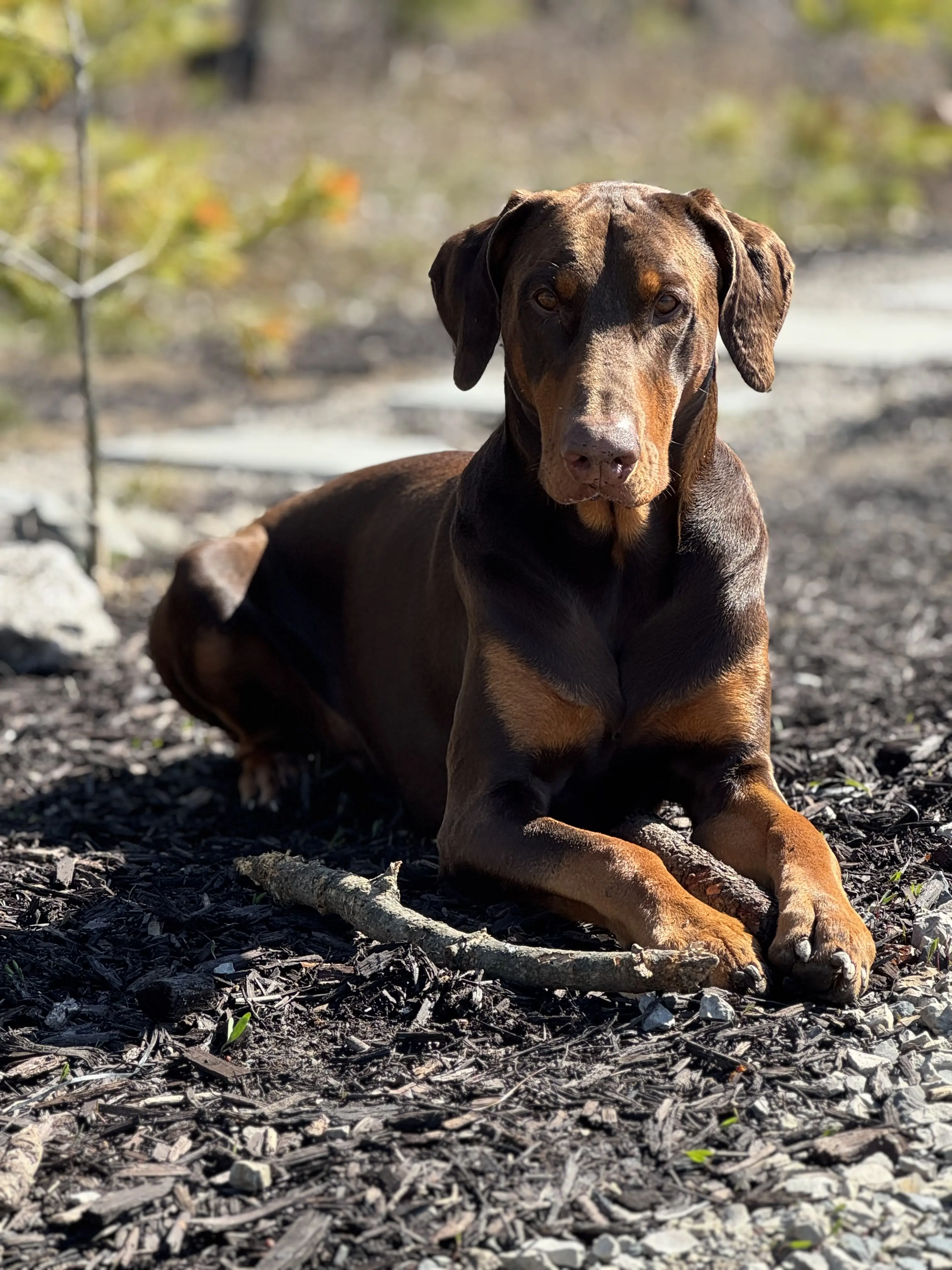 Doberman Pinscher stud dog: Brown and tan Doberman Pinscher lying on the ground outdoors