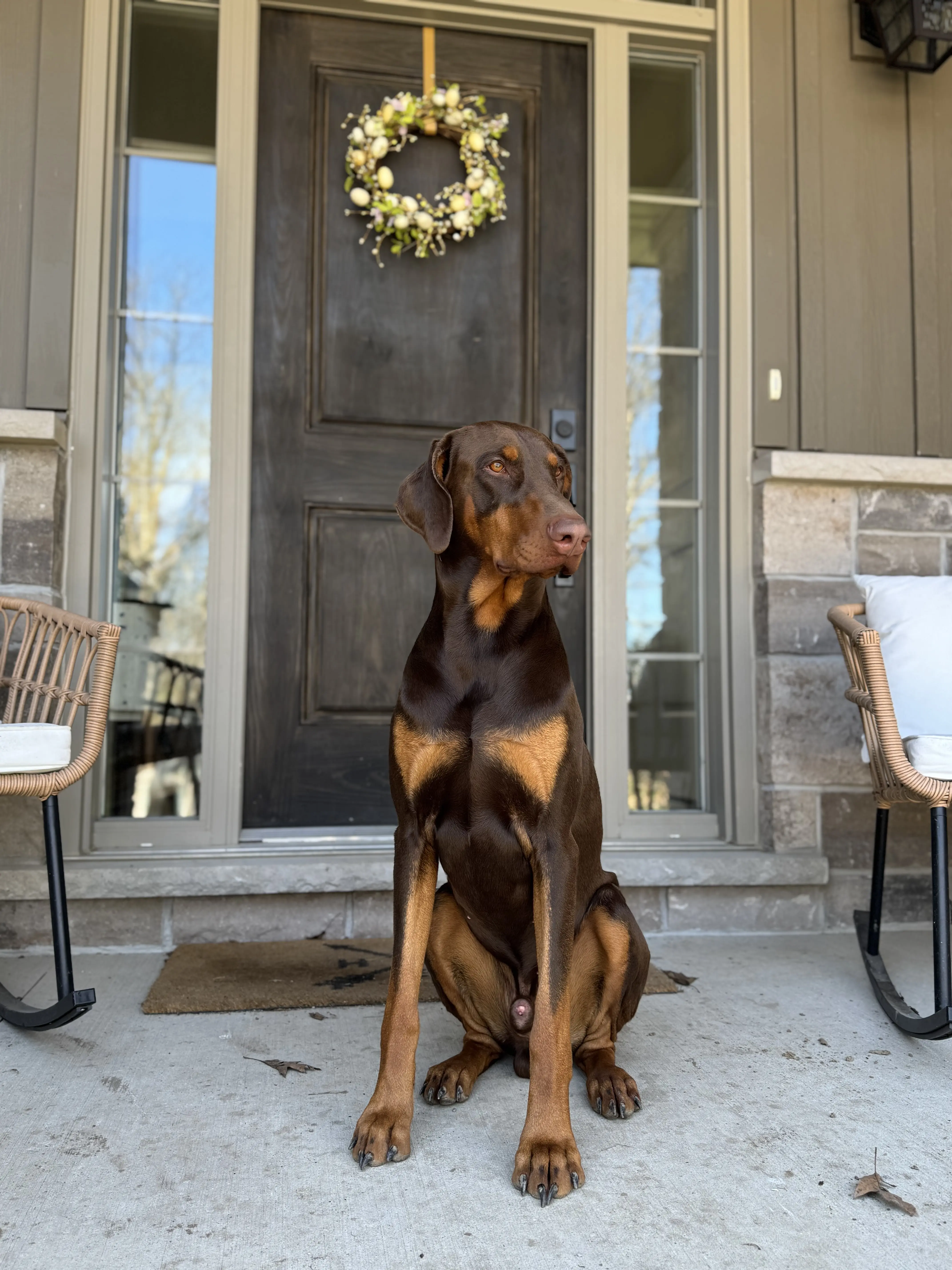 Doberman Pinscher stud dog: Brown and tan Doberman sitting on a porch by the door
