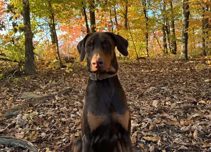 Doberman Pinscher stud dog: Doberman Pinscher sitting among colorful autumn leaves in the forest