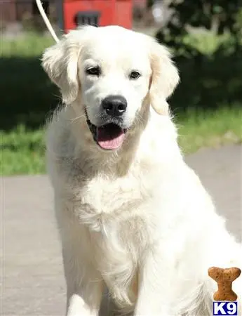 Golden Retriever stud dog