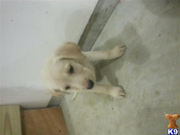 labrador retriever puppy posted by diannar