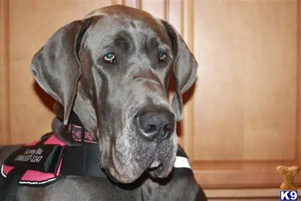 Great Dane female dog