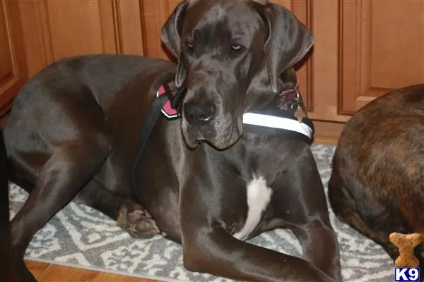 Great Dane female dog