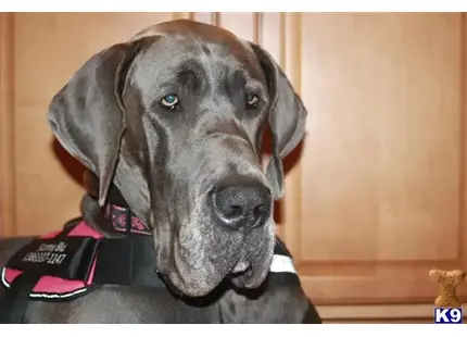 Great Dane