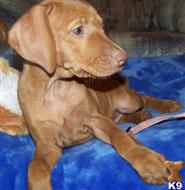 vizsla puppy posted by diazmainmuis