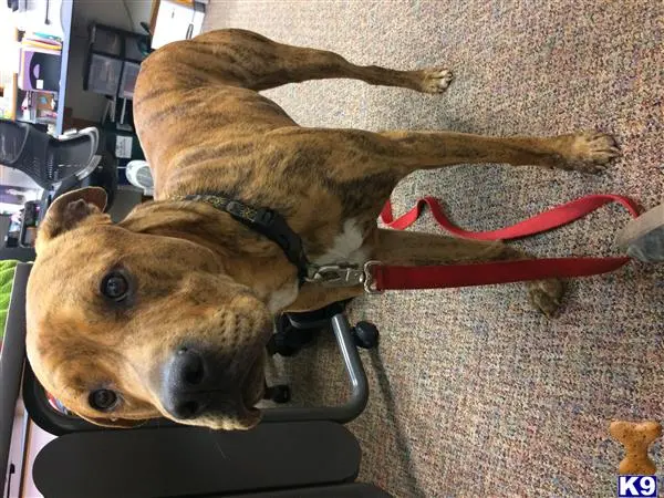 Mixed Breed stud dog