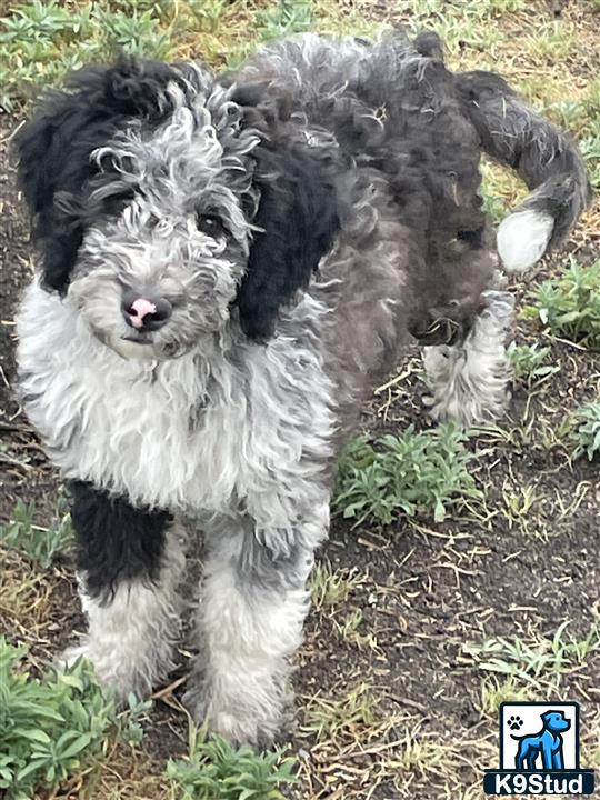 a couple of aussiedoodle dogs