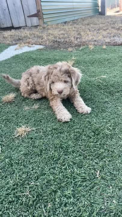 Aussiedoodle puppy video