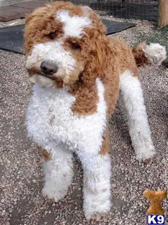 Poodle stud dog