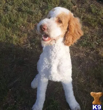 Poodle stud dog