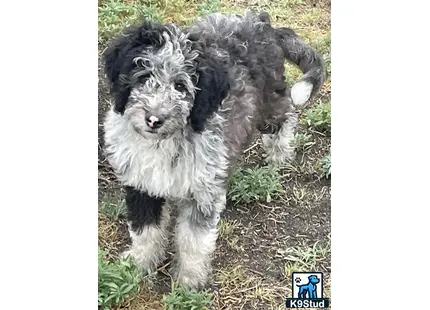 a couple of aussiedoodle dogs
