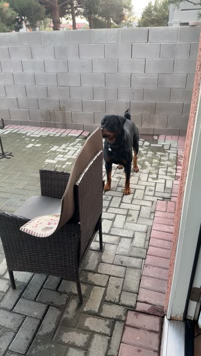 Rottweiler stud dog video
