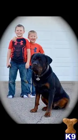 Rottweiler