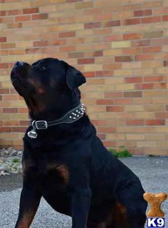 Rottweiler stud dog