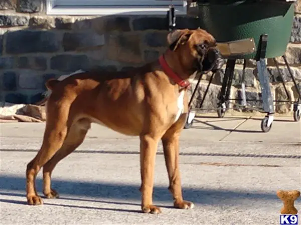 Boxer stud dog