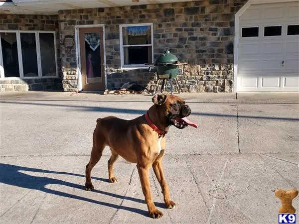 Boxer stud dog