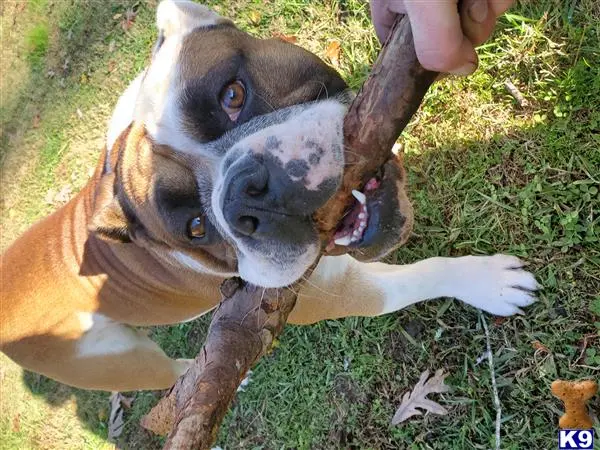 English Bulldog stud dog