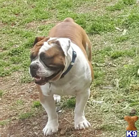 English Bulldog stud dog