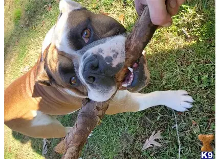 English Bulldog