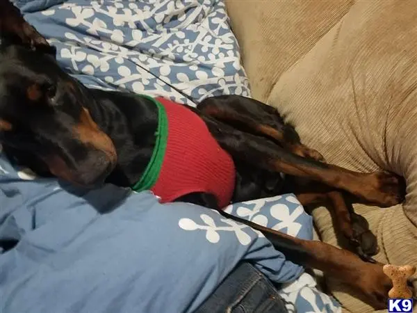 Doberman Pinscher stud dog