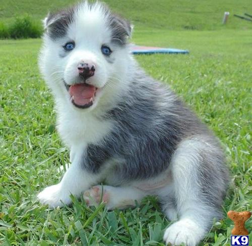 siberian husky puppy posted by dihelbless