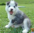 siberian husky puppy posted by dihelbless