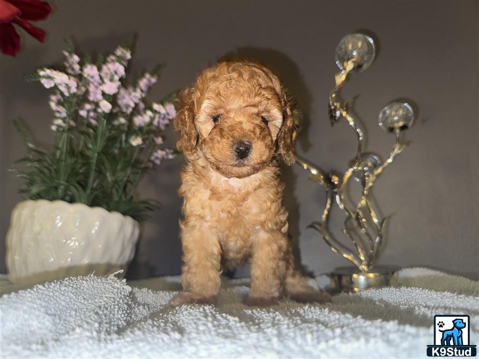 a poodle dog sitting on a couch