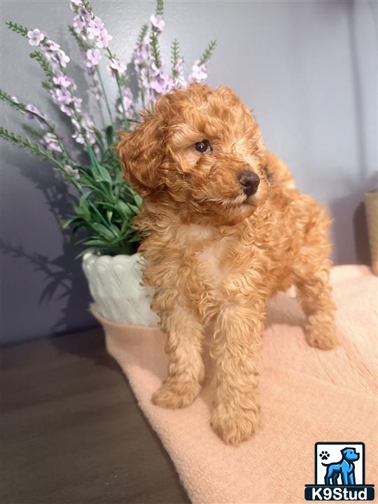 a poodle dog sitting on a couch