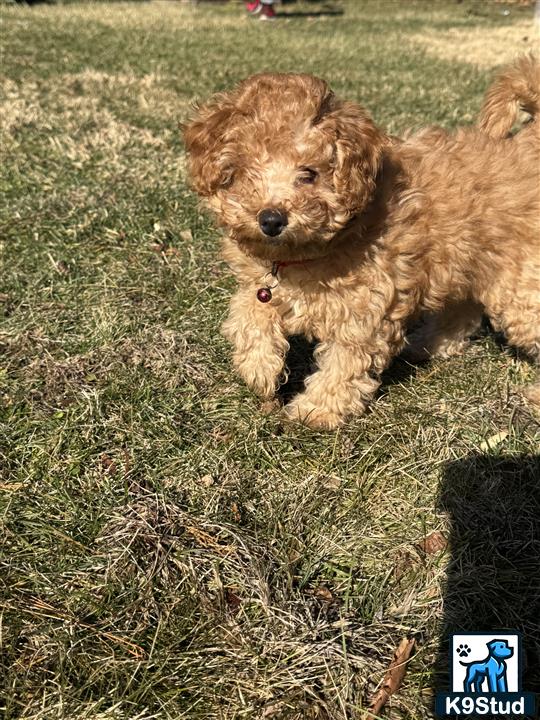 a poodle dog standing on grass