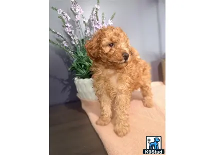 a poodle dog sitting on a couch