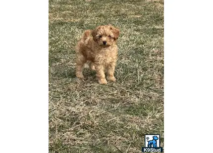 a small poodle dog standing on grass