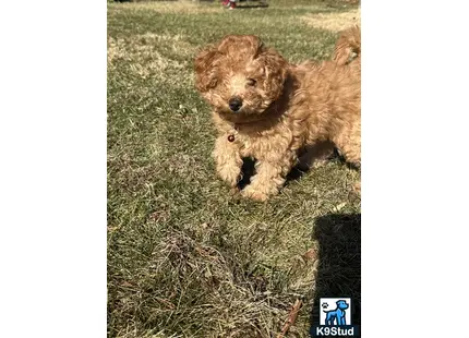 a poodle dog standing on grass
