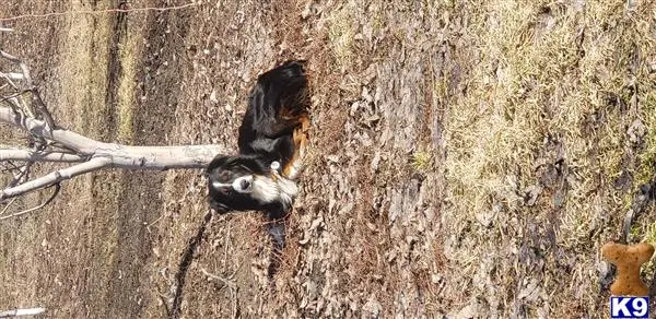 Miniature Australian Shepherd