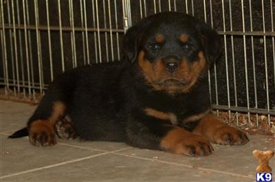 rottweiler puppies for sale in ct rottweiler puppy for sale stable temperament in ct 9 years rottweiler puppies for sale in ct rottweiler puppy for sale stable temperament in ct 9 years