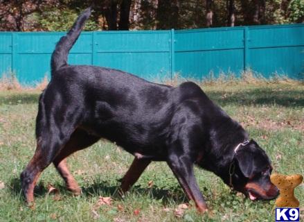 Rottweiler dog