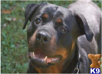 Rottweiler