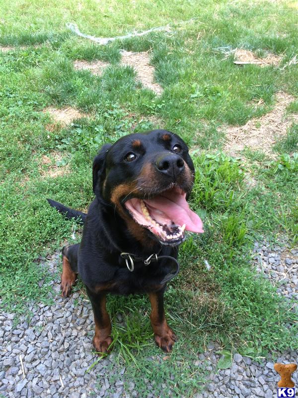 Rottweiler dog