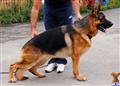 german shepherd puppy posted by dimdan