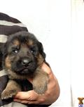 german shepherd puppy posted by dimdan