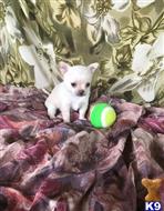 chihuahua puppy posted by dimitrice20201