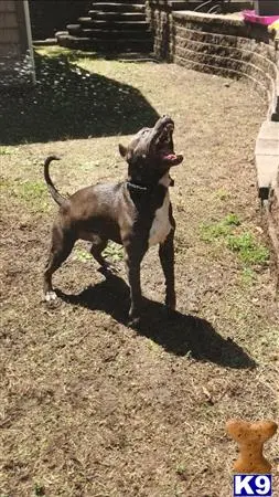 American Bully stud dog