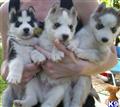 Siberian Husky