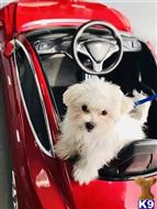 WANGZAI available Maltese puppy located in FOSTER CITY