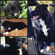Zeke available Border Collie puppy located in DALLAS