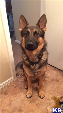 a german shepherd dog sitting on the floor