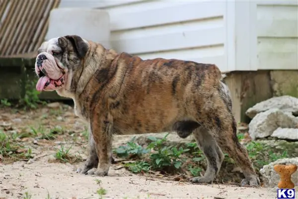 English Bulldog stud dog: a english bulldog dog standing outside