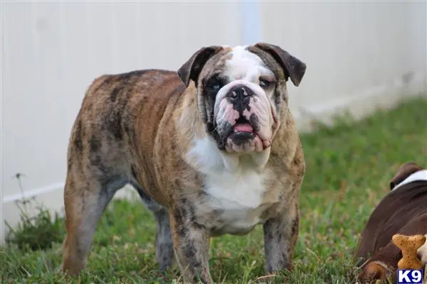 English Bulldog stud dog: a english bulldog dog standing in grass